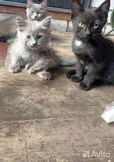 Котята в добрые руки