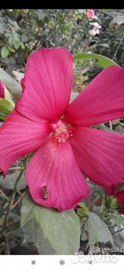 Кустарники