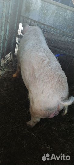 Хряк звонить с10 до19смс