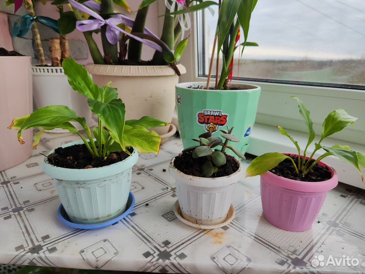 Цветы. Спатифиллум, толстянка рассадка