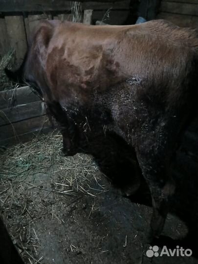 Телята бычки