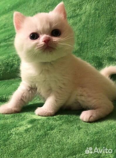 Шотландская