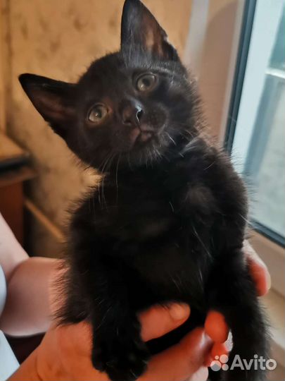 Котенок, котята в хорошие руки