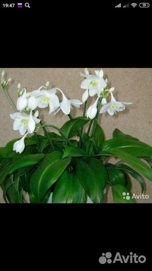 Лилия амазонская