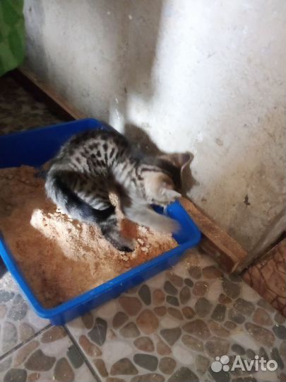 Кошка в дар бесплатно