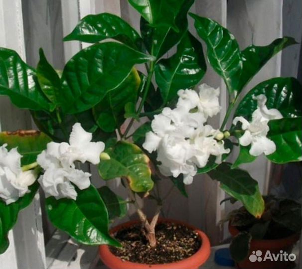 Табернемонтана