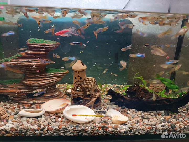 Аквариумные рыбки