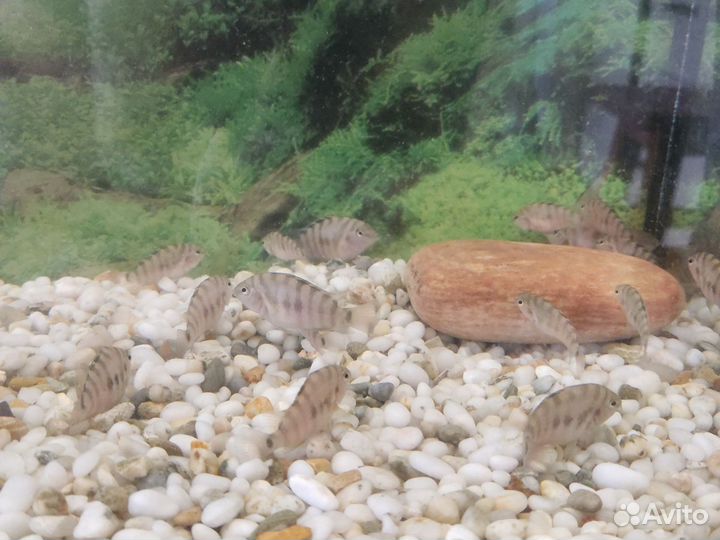 Аквариумные рыбки