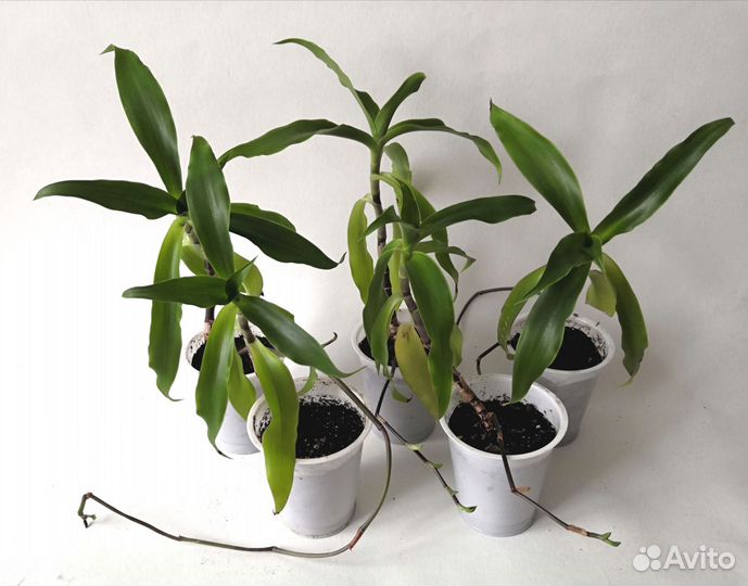 Золотой ус, Коллизия душистая