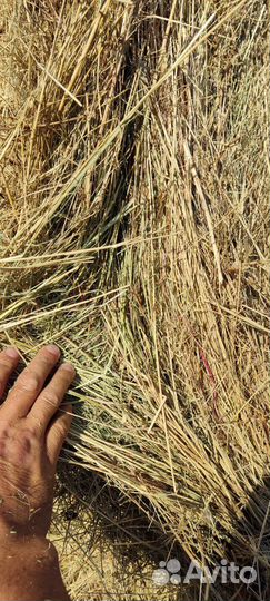 Сено в рулонах