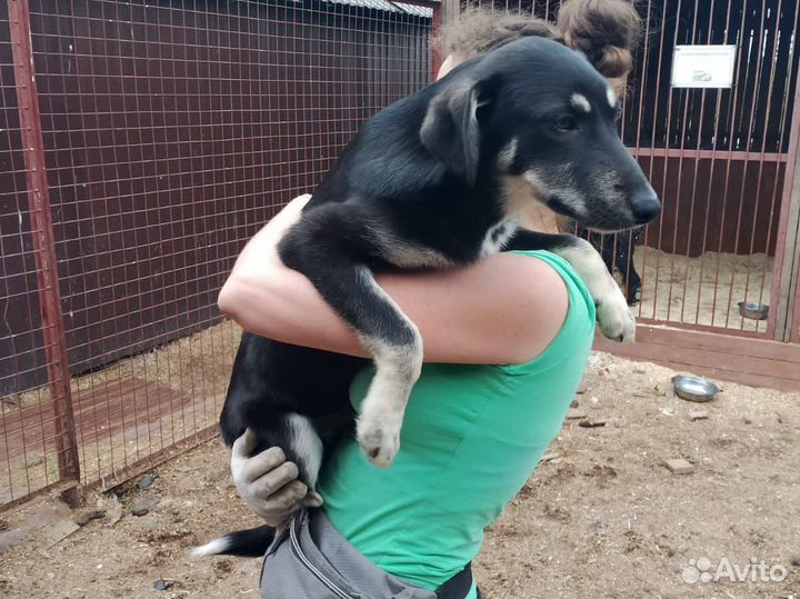 Собака подросток 5 месяцев