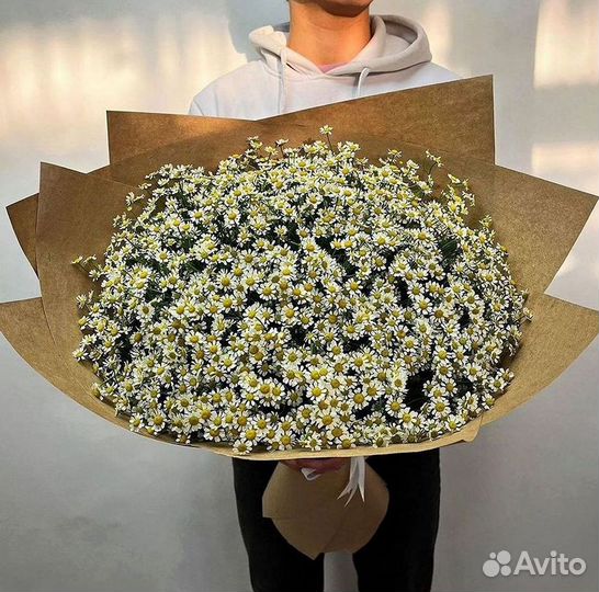 Цветы ромашки