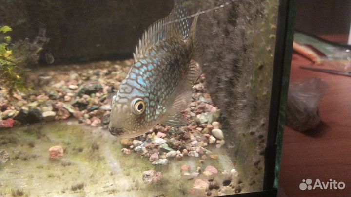 Брильянтовая цихлазома