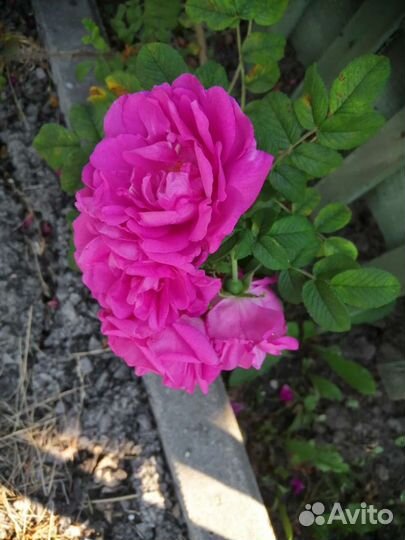 Шиповник махровый