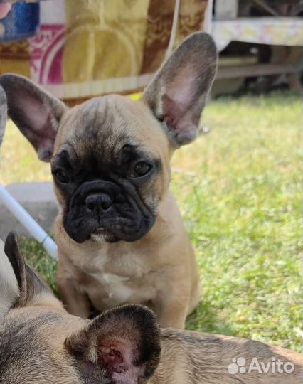 Шенки французского бульдога