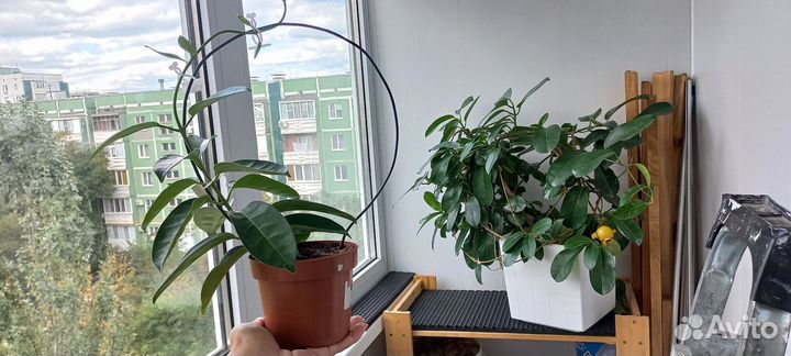 Стефанотис