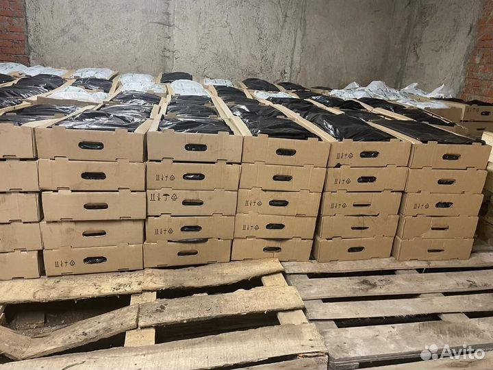 Саженцы сосны зкс от производителя