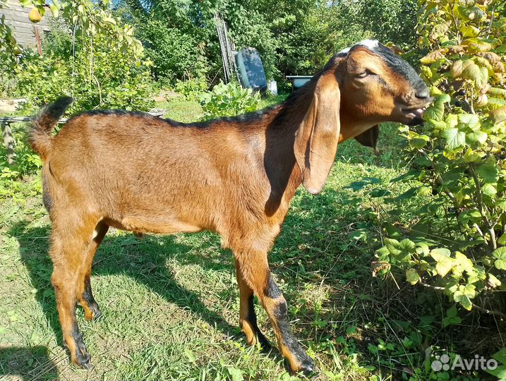 Англо-нубийские козочки и козлики
