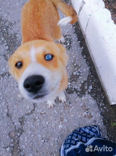 Собака в добрые руки