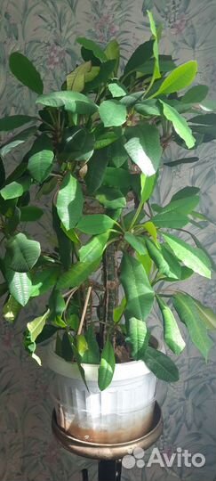 Молочай гребенчатый