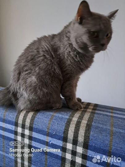 Кошка
