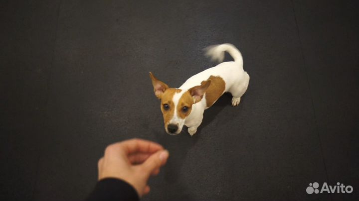 Зоопсихолог собаки, кошки, еноты