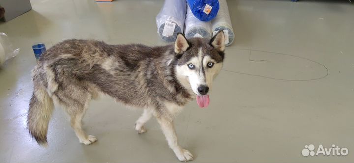 Сибирский хаски в добрые руки