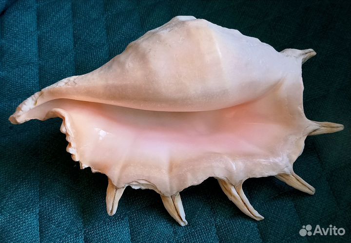 Большая морская раковина