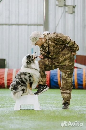 Дрессировка собак