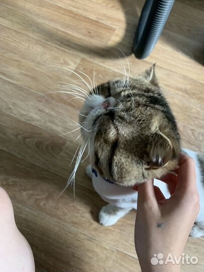 Отдам кота в добрые руки