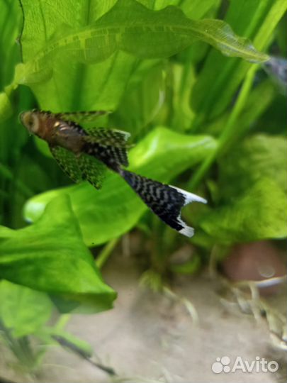 Анциструс вуалевый