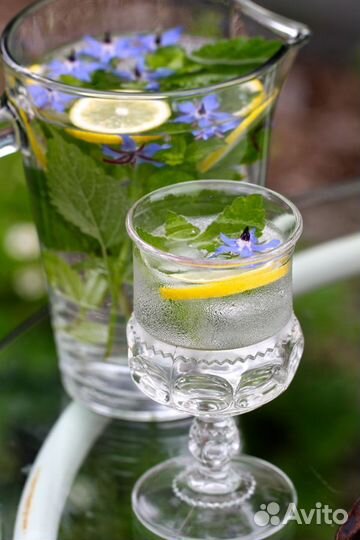 Бораго (огуречник), семена 50 шт