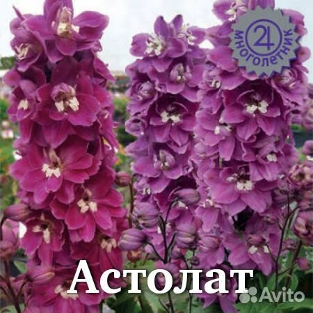 Дельфиниум рассада