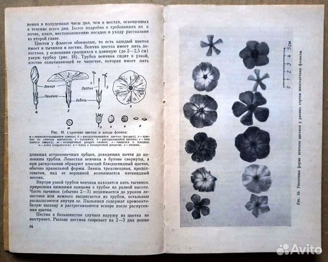 Флоксы многолетние. Гаганов П.Г. 1963 г. Раритет