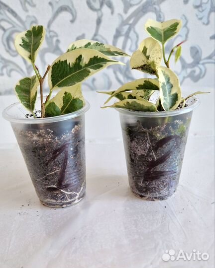 Фикус Бенджамина пестролистный