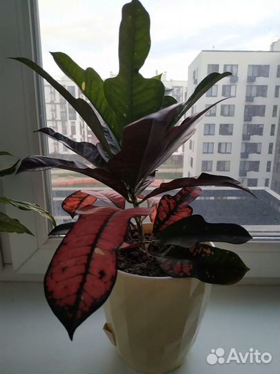 Комнатные растения