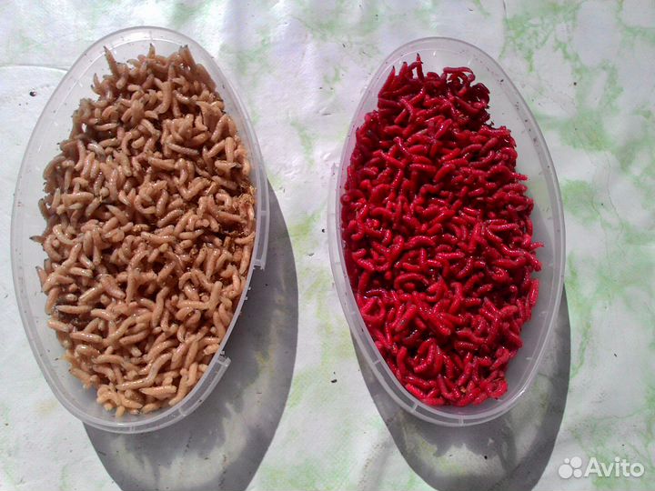 Опарыш долгоживущий