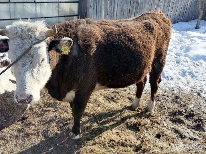 Корова телка