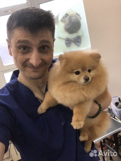 Груминг/стрижка собак и кошек