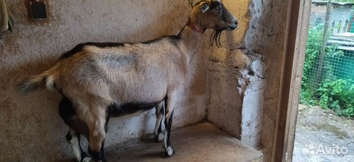 Коза дойная