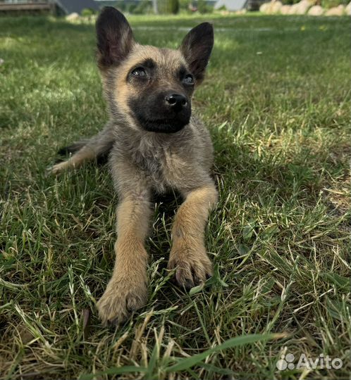 Щенок в добрые руки бесплатно