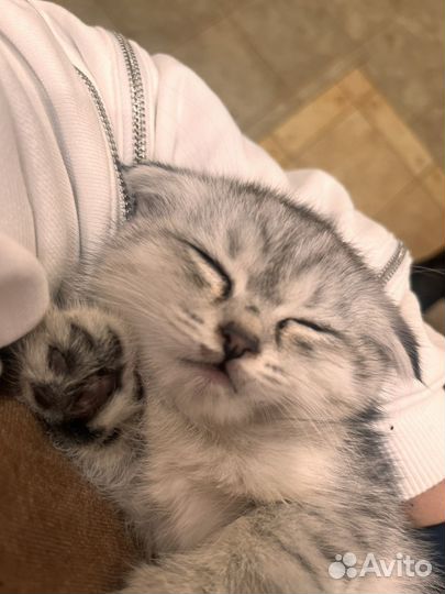 Британские котята