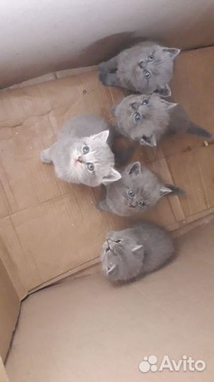 Британские котята