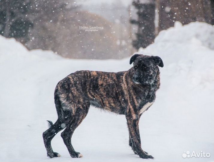 Ищет дом великолепный пес Марк