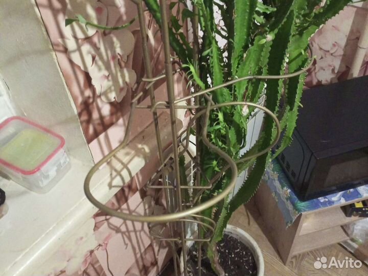 Подставка для цветов и молочай