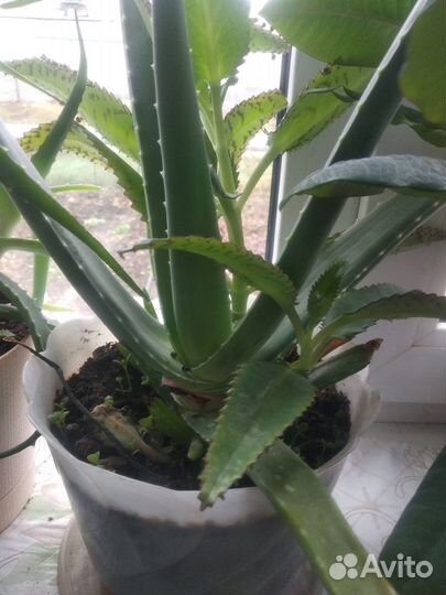 Цветы - бесплатно отростки алоэ