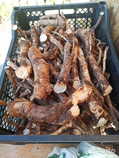 Корень хрена