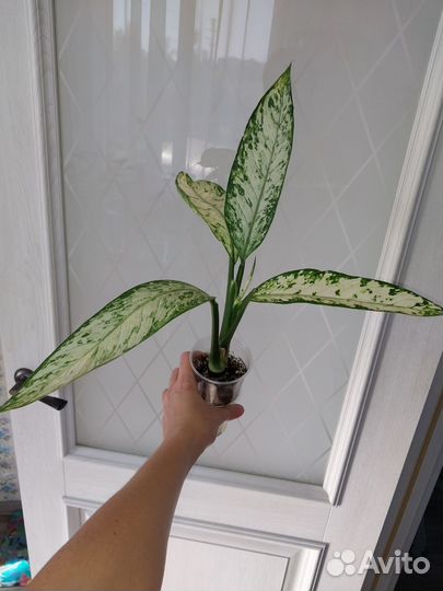 Комнатные растения