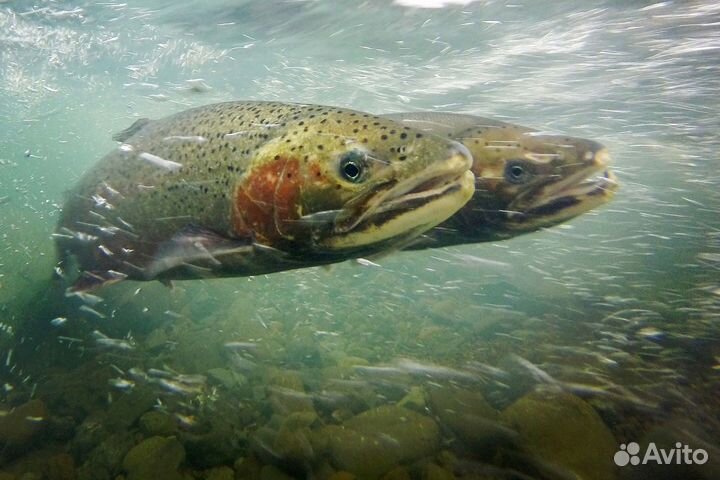 Живая форель икрянная