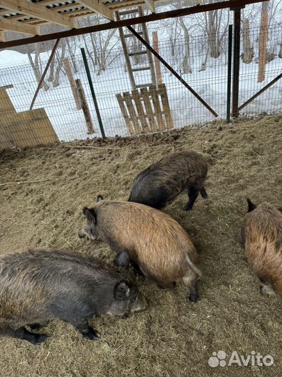 Дикий кабан